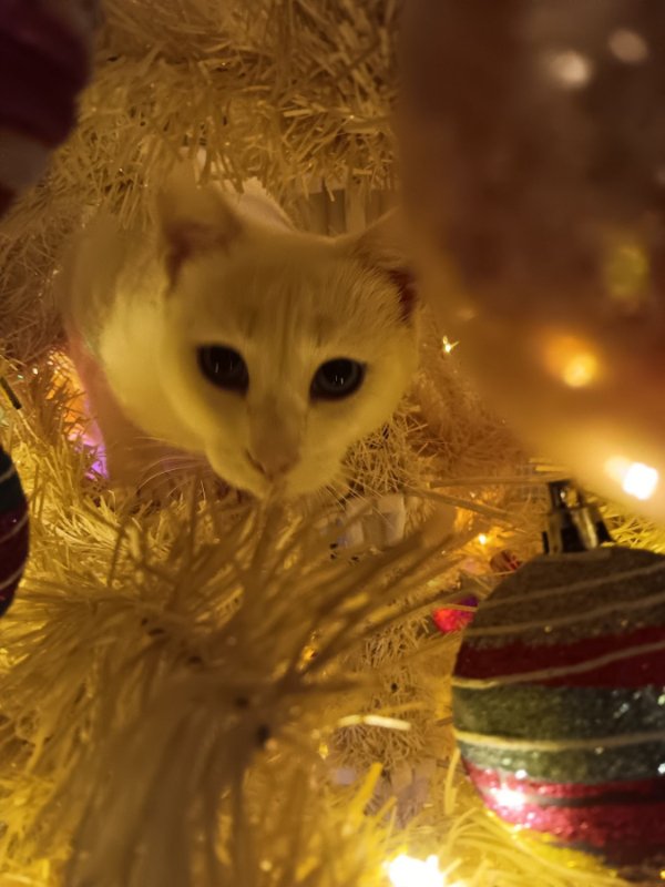Cute And Funny Cats (29 pics)