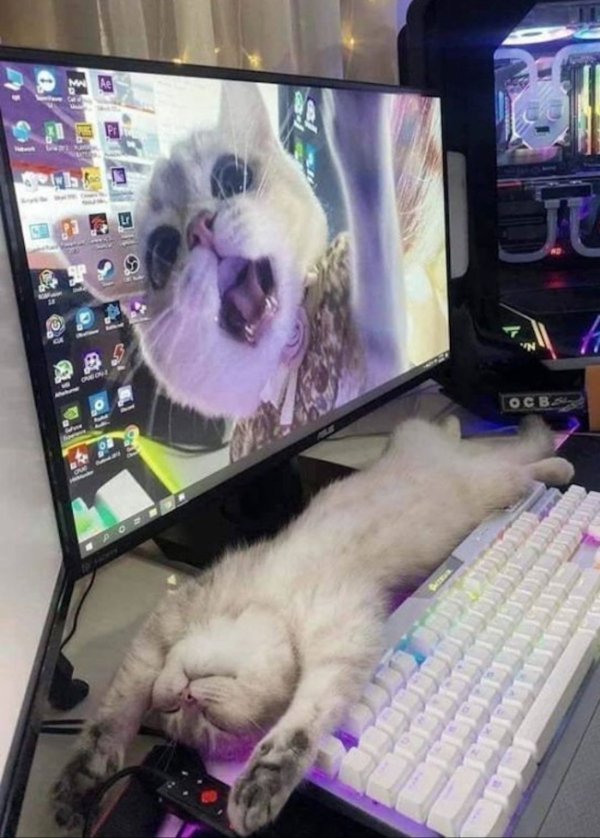 Cute And Funny Cats (29 pics)