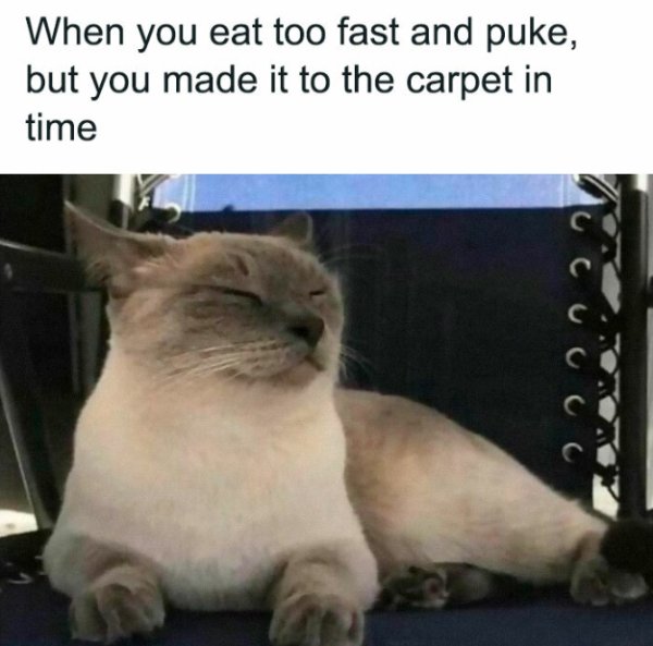 Cute And Funny Cats (29 pics)