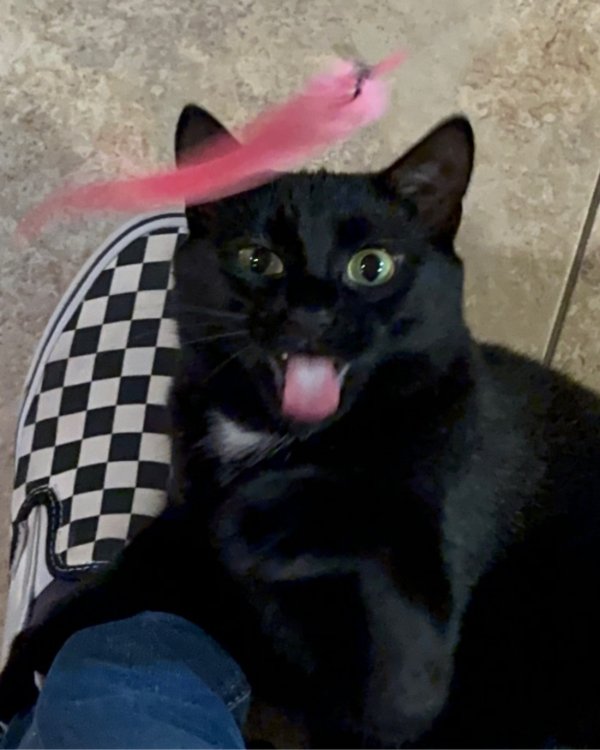 Cute And Funny Cats (29 pics)