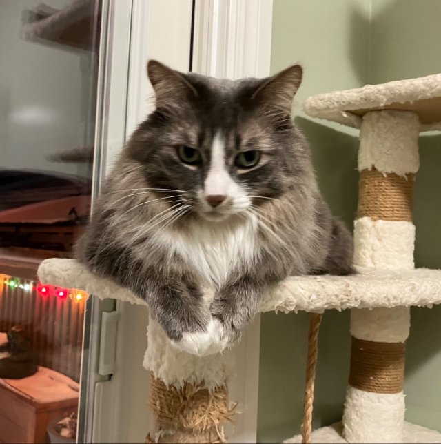 Cute And Funny Cats (29 pics)