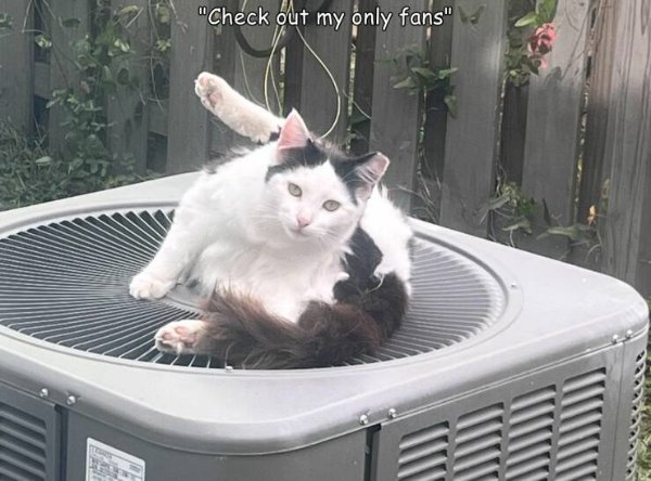 Cute And Funny Cats (29 pics)