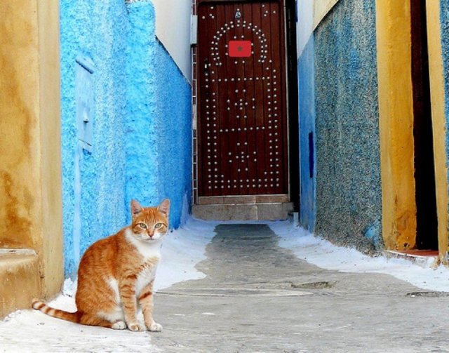 Cute And Funny Cats (29 pics)