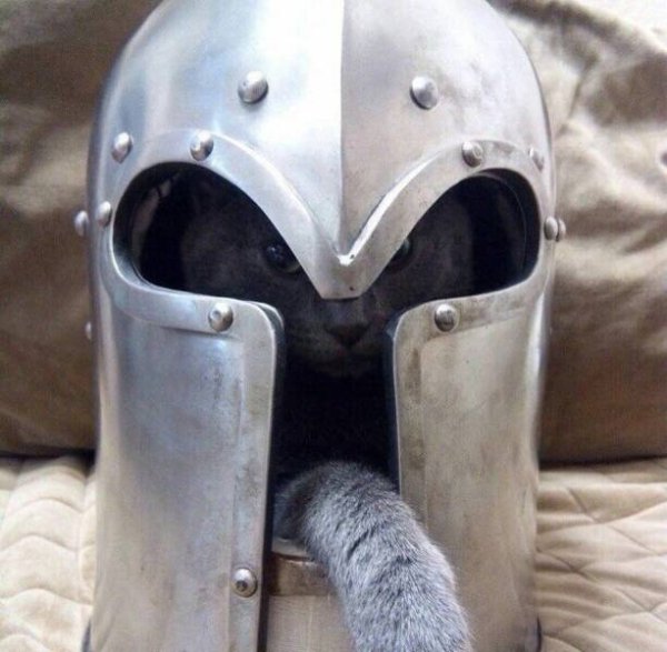 Cute And Funny Cats (29 pics)