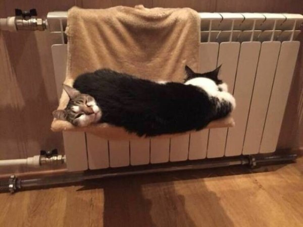 Cute And Funny Cats (29 pics)