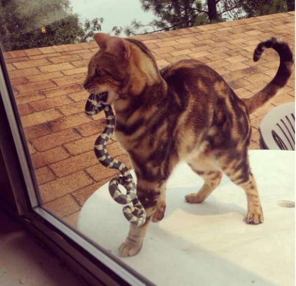 Cute And Funny Cats (29 pics)