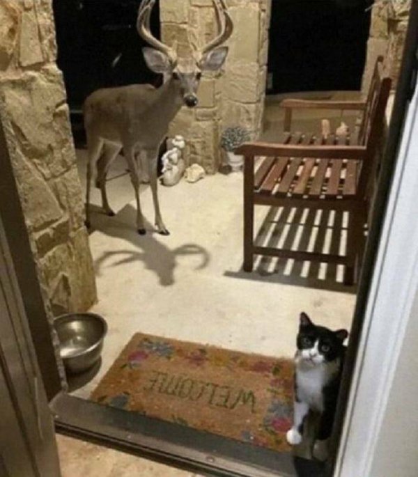 Cute And Funny Cats (29 pics)