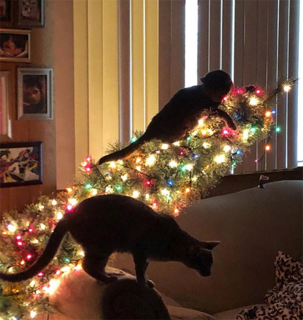 Cute And Funny Cats (29 pics)