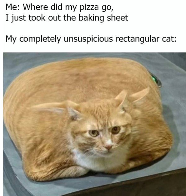 Cute And Funny Cats (29 pics)