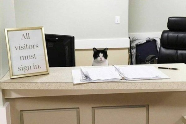 Cute And Funny Cats (29 pics)