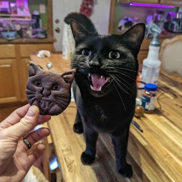 Cute And Funny Cats (29 pics)