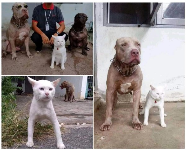 What Is Going On Here? (29 pics)