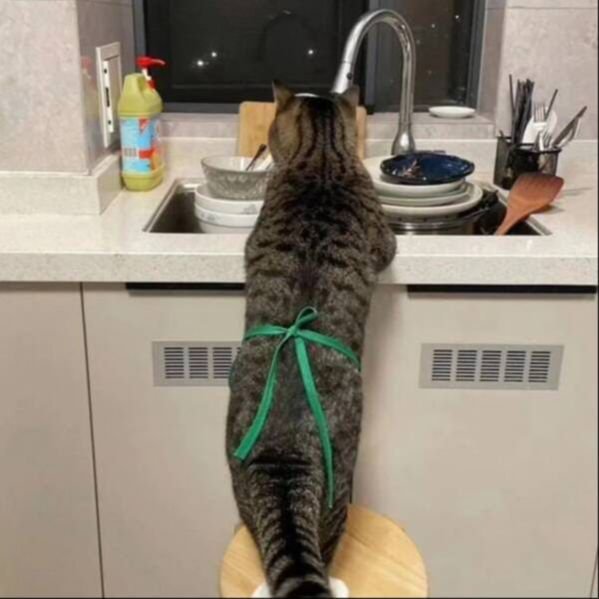 Cute And Funny Cats (29 pics)