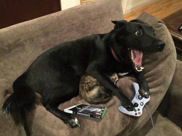 Funny Animals (53 pics)