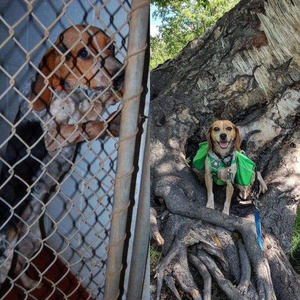 Dogs Before And After Adoption (25 pics)