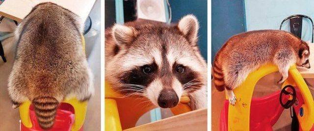 Funny Animals (53 pics)