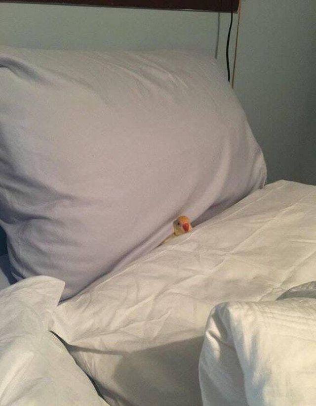 Funny Animals (53 pics)