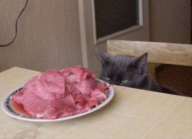 Funny Animals (53 pics)