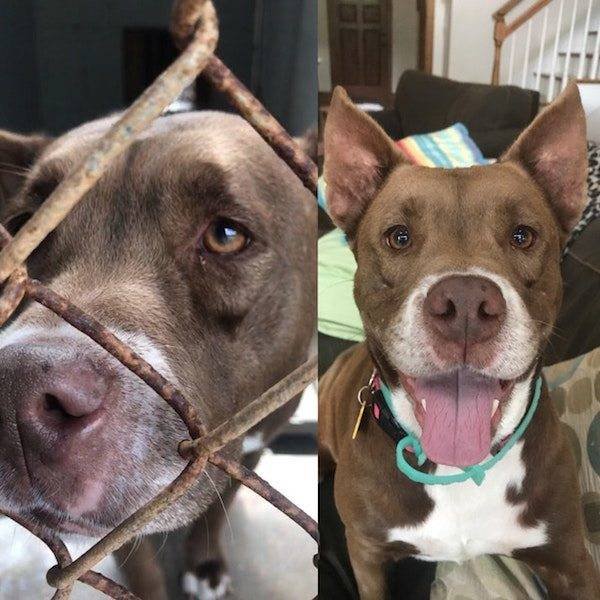 Dogs Before And After Adoption (25 pics)