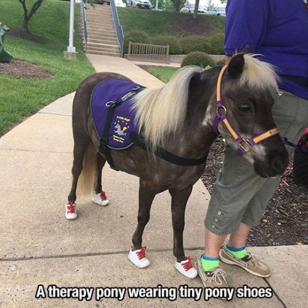 Funny Animals (53 pics)