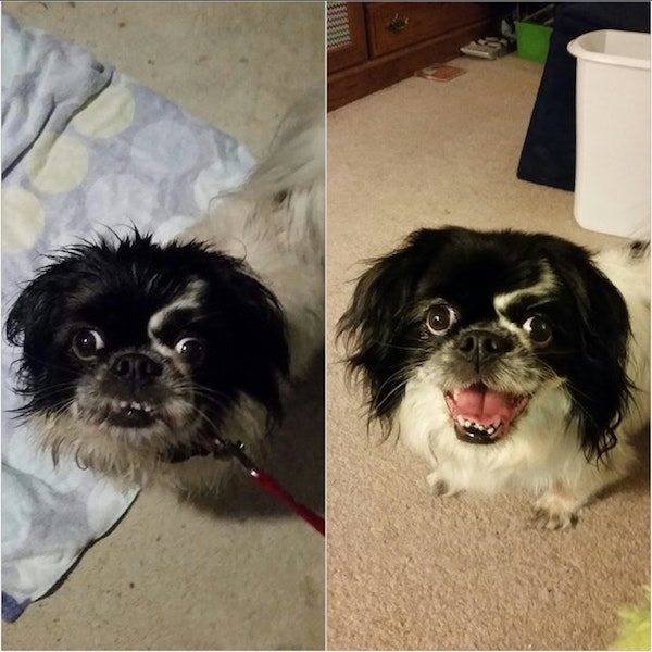 Dogs Before And After Adoption (25 pics)