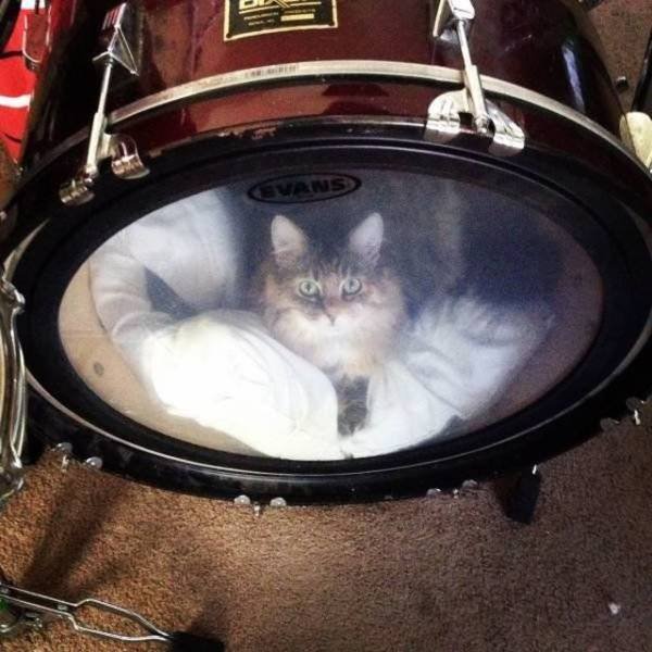 Funny Animals (53 pics)