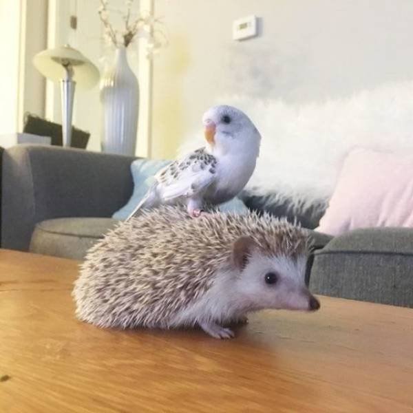 Funny Animals (53 pics)