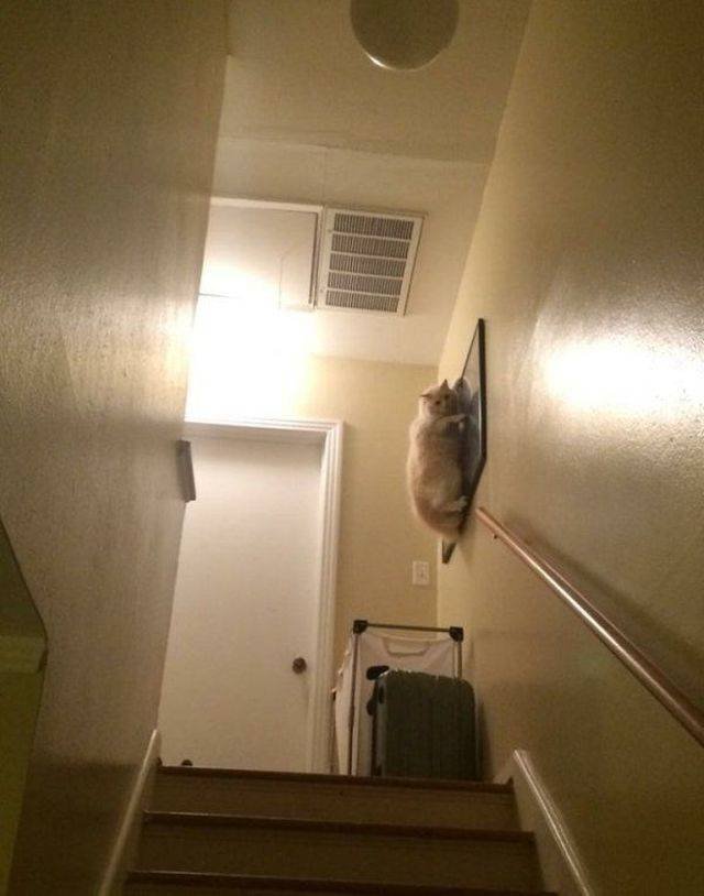 Funny Animals (53 pics)