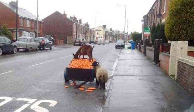 Funny Animals (53 pics)