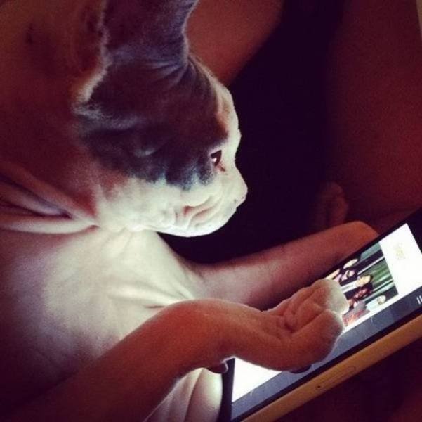 Funny Animals (53 pics)