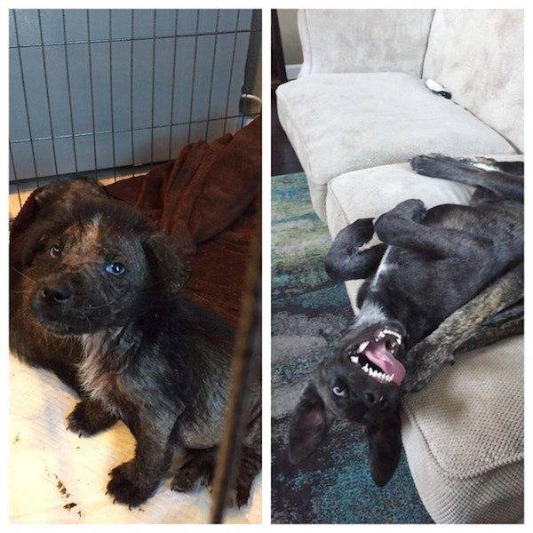 Dogs Before And After Adoption (25 pics)