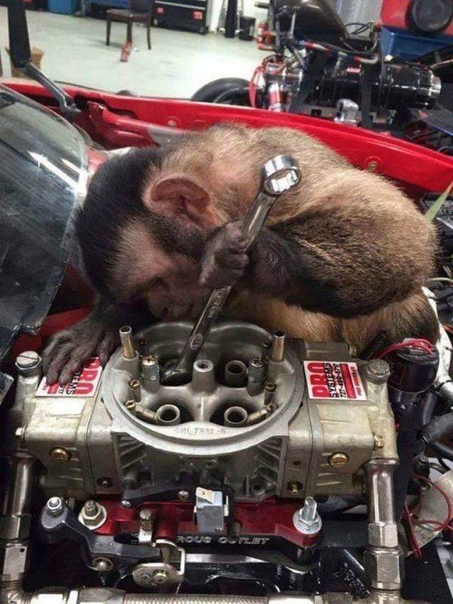 Funny Animals (53 pics)