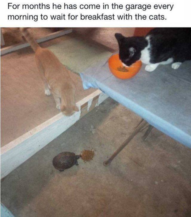 Funny Animals (53 pics)