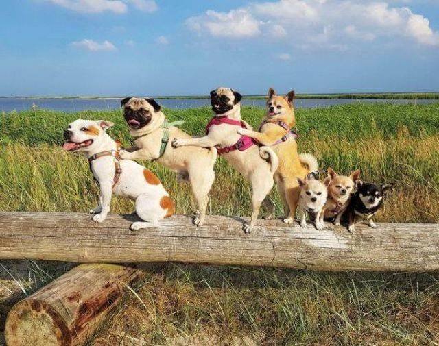 Funny Animals (53 pics)