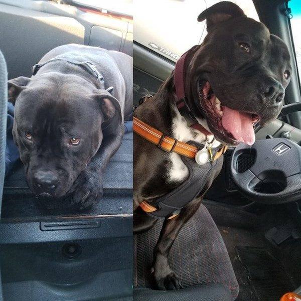 Dogs Before And After Adoption (25 pics)