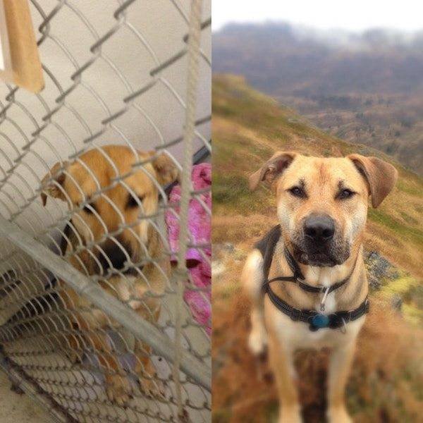 Dogs Before And After Adoption (25 pics)