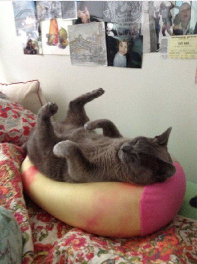 Funny Animals (53 pics)