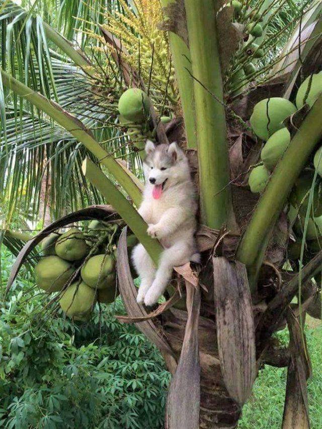 Funny Animals (53 pics)