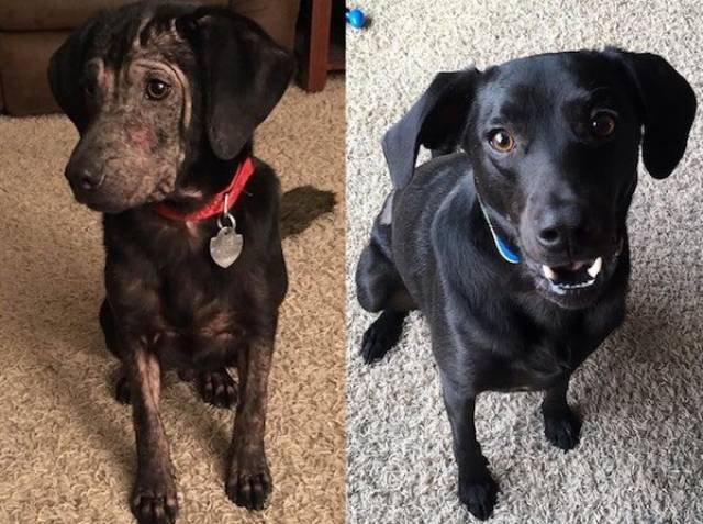 Dogs Before And After Adoption (25 pics)