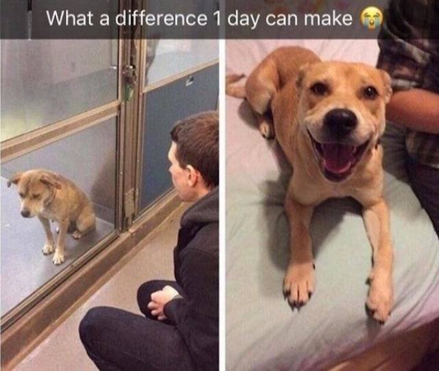 Dogs Before And After Adoption (25 pics)