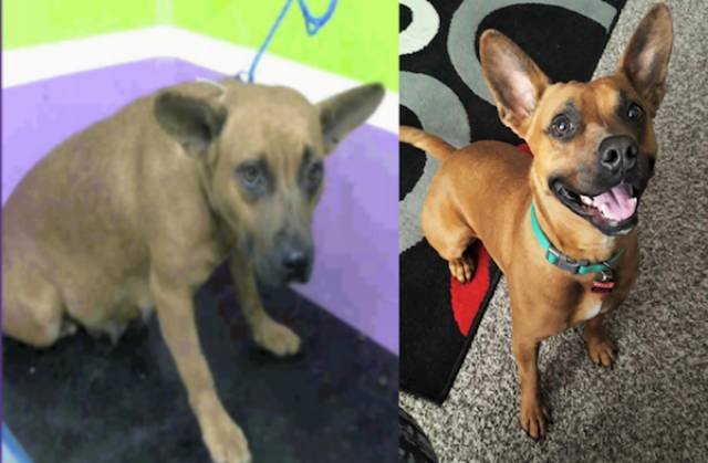 Dogs Before And After Adoption (25 pics)