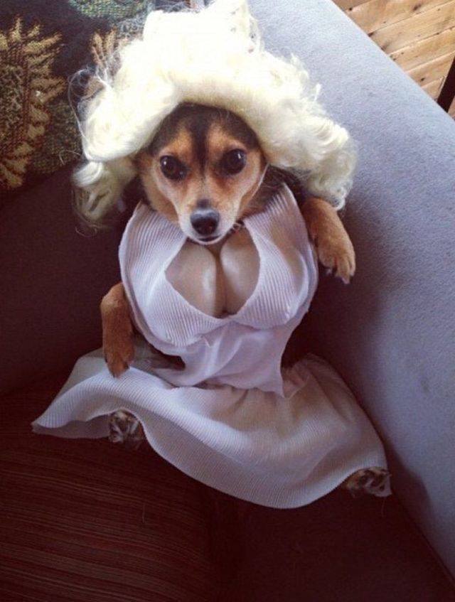 Funny Animals (53 pics)