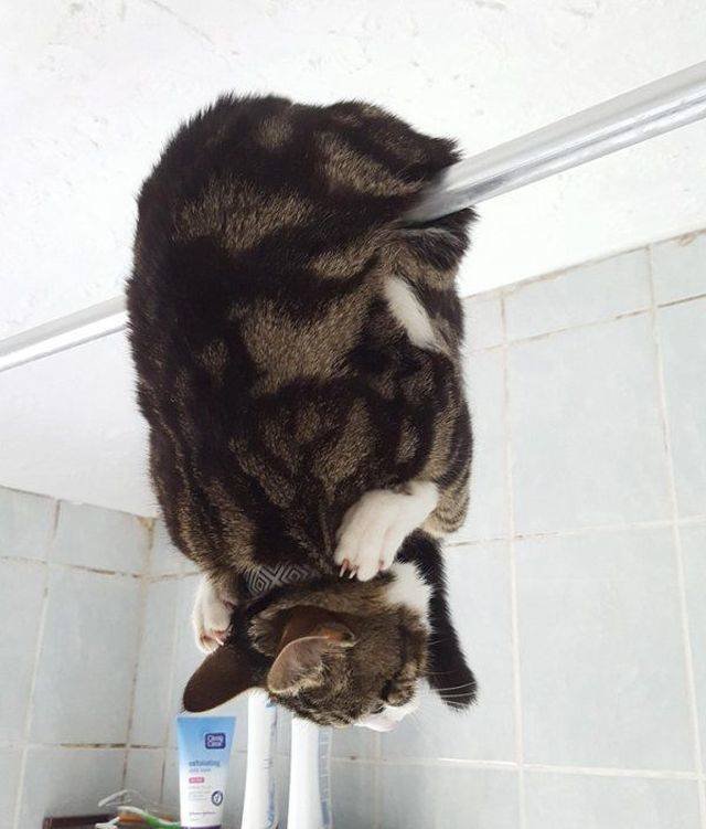 Funny Animals (53 pics)