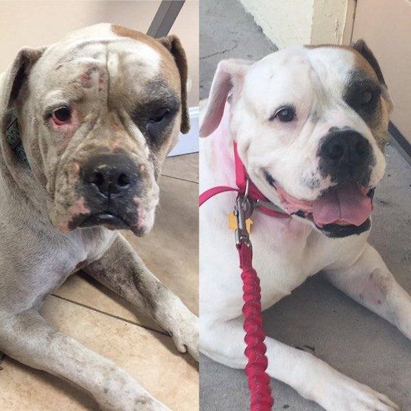 Dogs Before And After Adoption (25 pics)