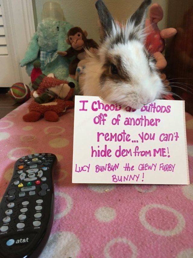 Funny Animals (53 pics)