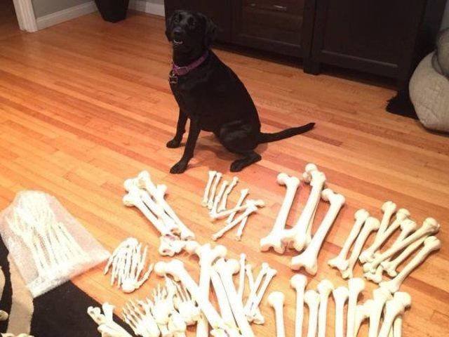Funny Animals (53 pics)