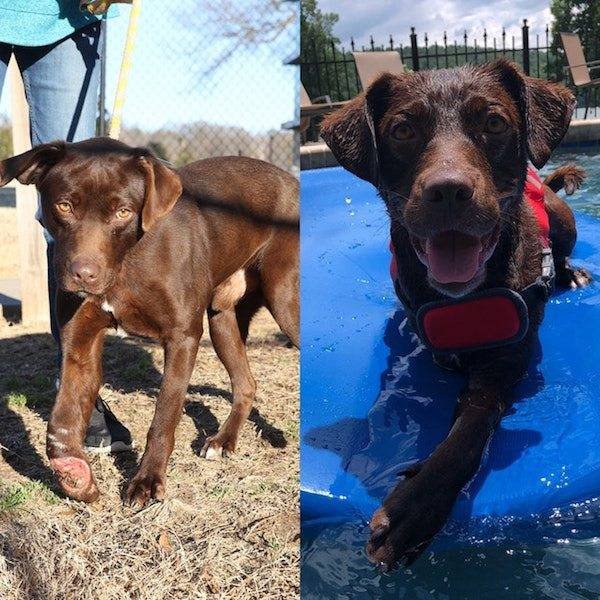 Dogs Before And After Adoption (25 pics)