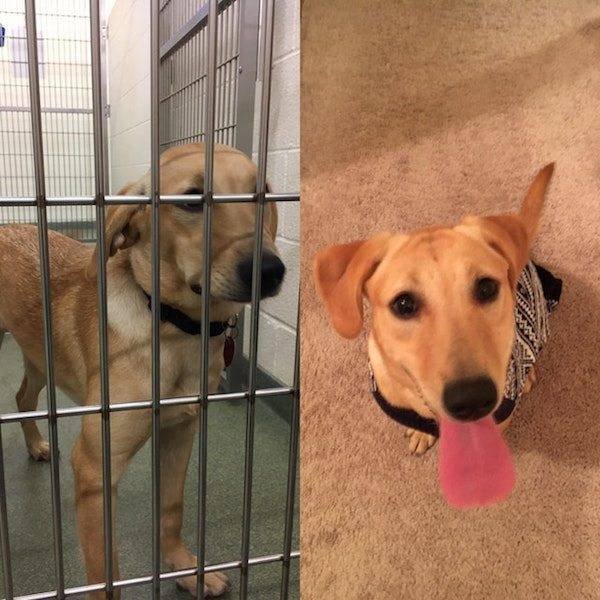 Dogs Before And After Adoption (25 pics)