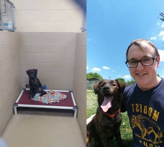 Dogs Before And After Adoption (25 pics)