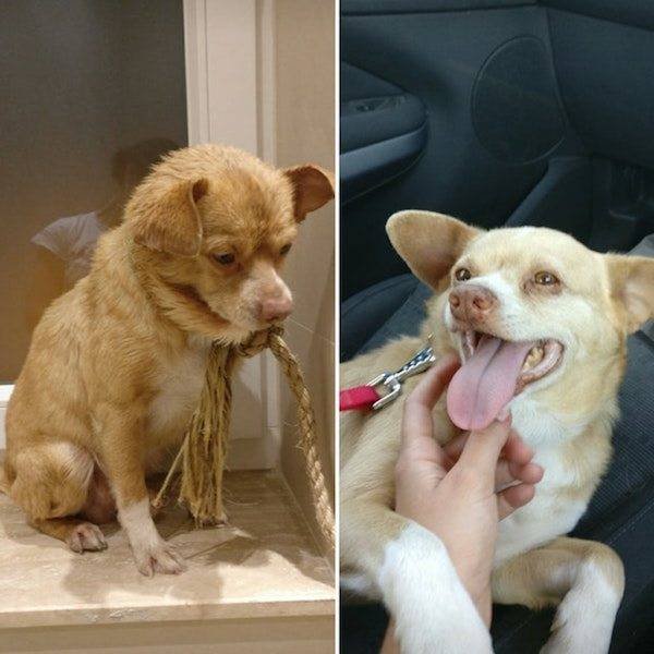 Dogs Before And After Adoption (25 pics)